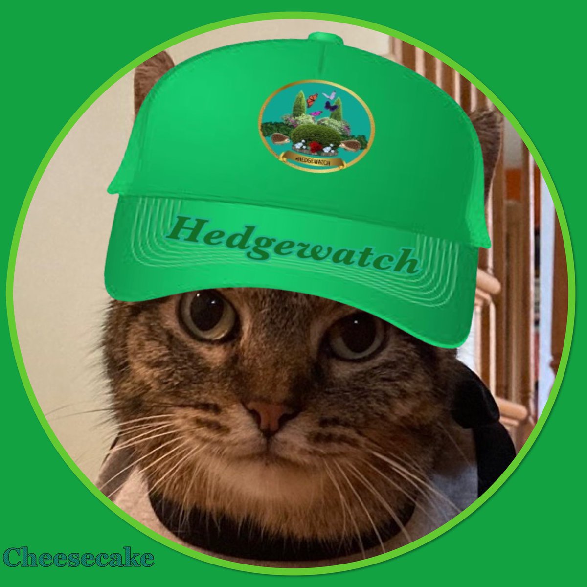 Hedgewatchers tweet picture
