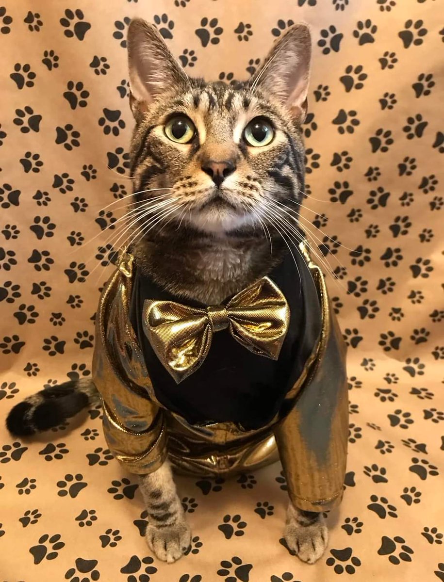 #international_cat_day