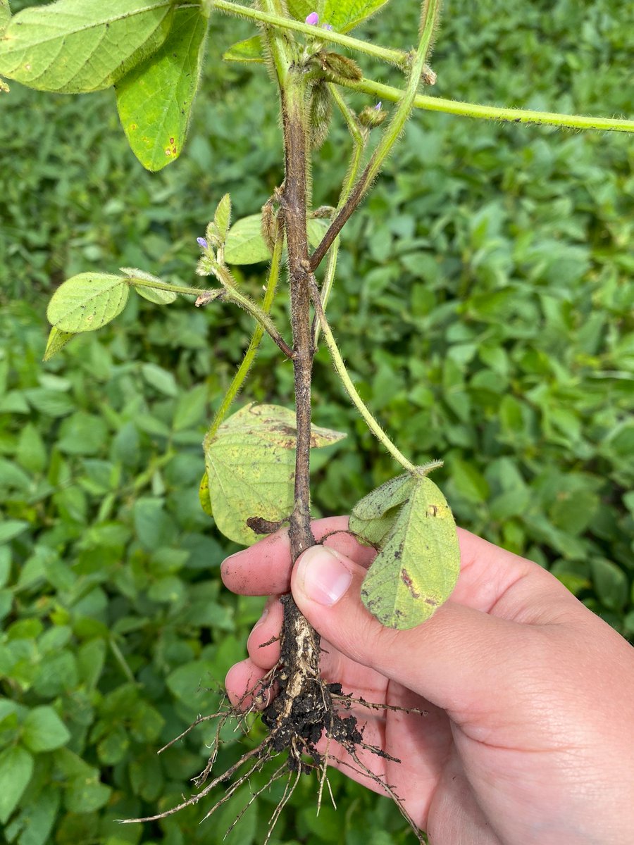 Phytophthora Root Rot (L) vs Northern Stem Canker (R): PRR - brown lesions extend up from the soil &amp; roots are discoloured/unhealthy. Plants wilt &amp; leaves remain attached to the stem. NSC appears similar to PRR aboveground, but roots remain healthy. 
More: manitobapulse.ca/2019/03/stem-d…
