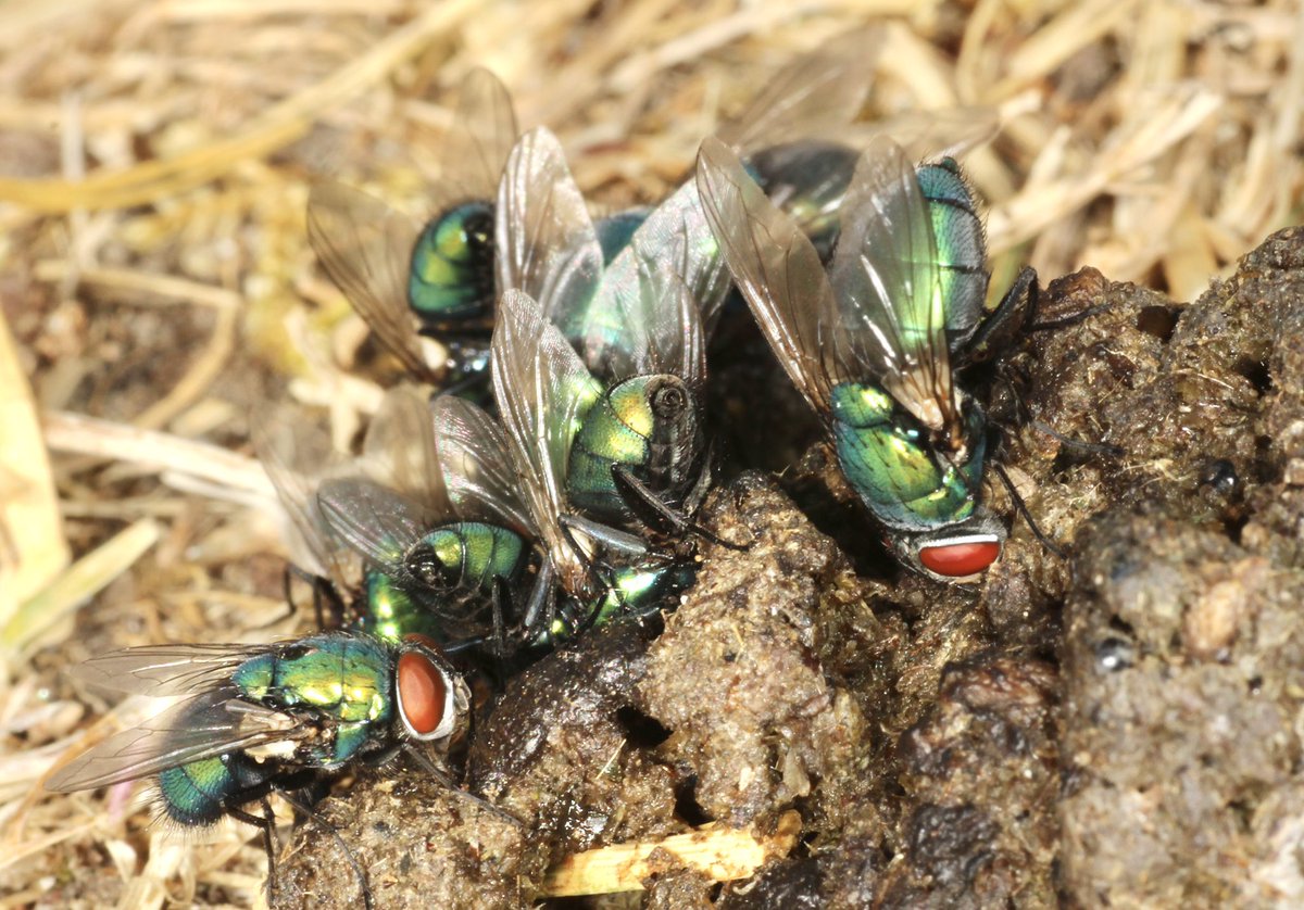 SteveTypesStuff's tweet photo. For the photo comp #FSCfinds here are some fantastic Green Bottle flies(Lucilia sericata) cleaning up some goose poo in Surrey this afternoon. @FSCBioLinks #Diptera @DipteristsForum #flies https://t.co/i2Ves3NMBk