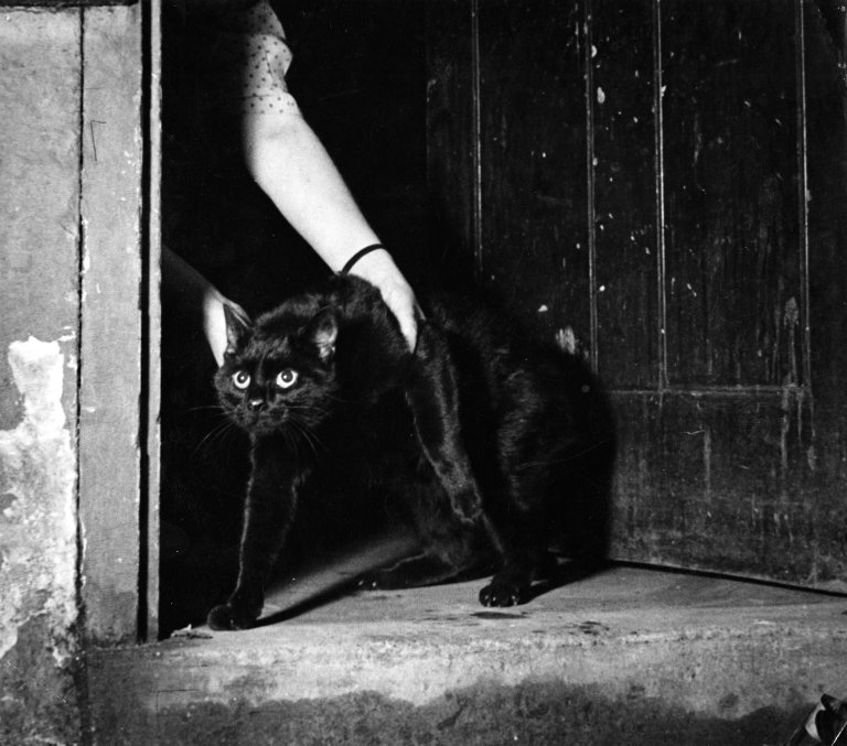 RIBA's tweet photo. The @AASchool's resident cat being put outside at the end of the day, 1947 (Architectural Press Archive / #RIBACollections).
From the series 'Day in the Life of the AA' by R. de Burgh Galwey for @ArchitectsJrnal, marking 100 years of the school.
#InternationalCatDay #archhist https://t.co/v6emIf1ZOO
