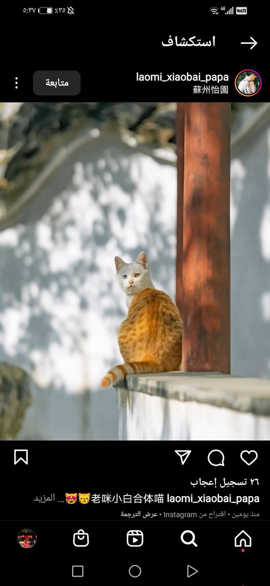 #international_cat_day