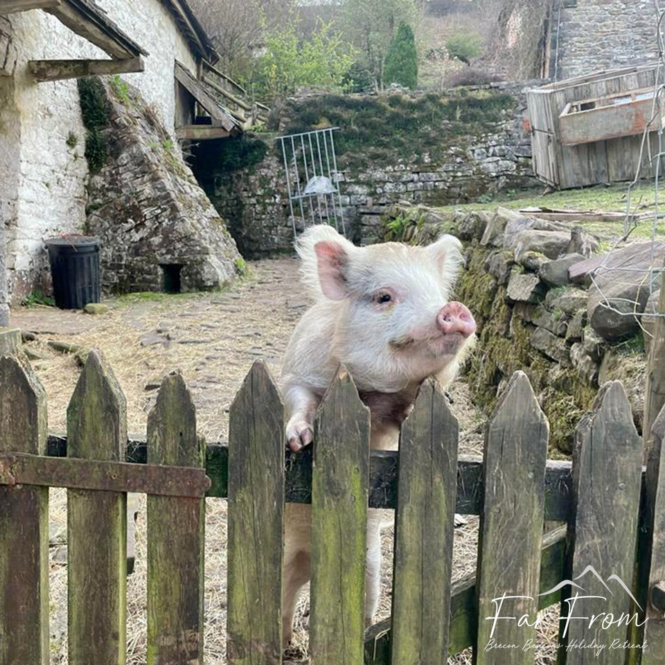 FarFromBrecon's tweet photo. Mondays don't phase piggy over here🐷
#farfromholidayretreat #hottublodge #rescueanimals #animalsanctuary #farmanimals #thereasonbehind #lovewhatwedo #meettheanimals #meetthefamily #loveouranimals #visitwales #cymru #cardiff #pembrokeshire #breconbeacons #glamping https://t.co/CUHDymn8pF