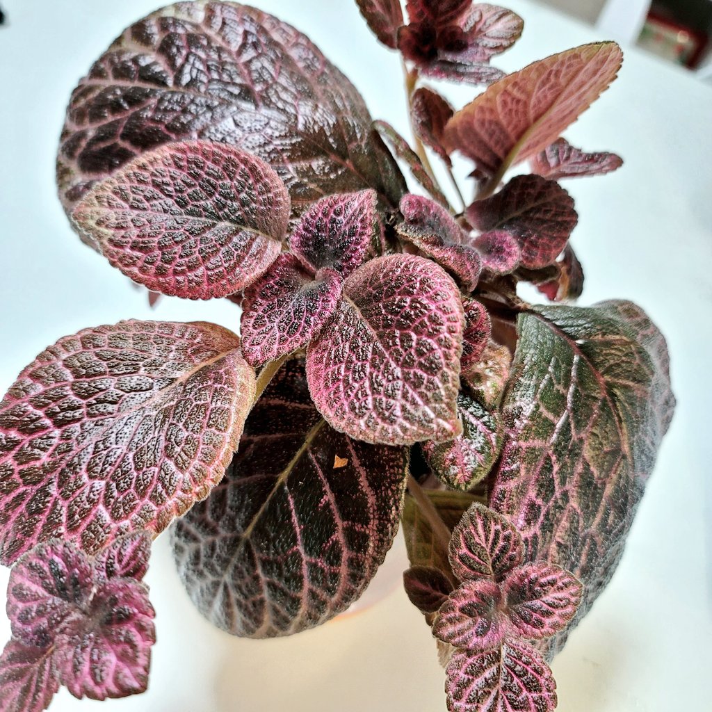 제일 큰잎이 이제 내 손바닥보다 커진 에피스시아