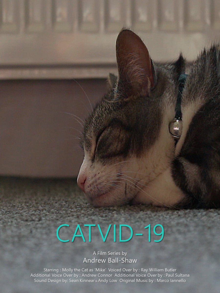 andrewballshaw's tweet photo. CAtVID-19
https://t.co/duHSPqF4P1

#InternationalCatDay 
#internationalcatsday
#InternationalCatDay2022 
#internationalcatday https://t.co/4eZ25mkNU6