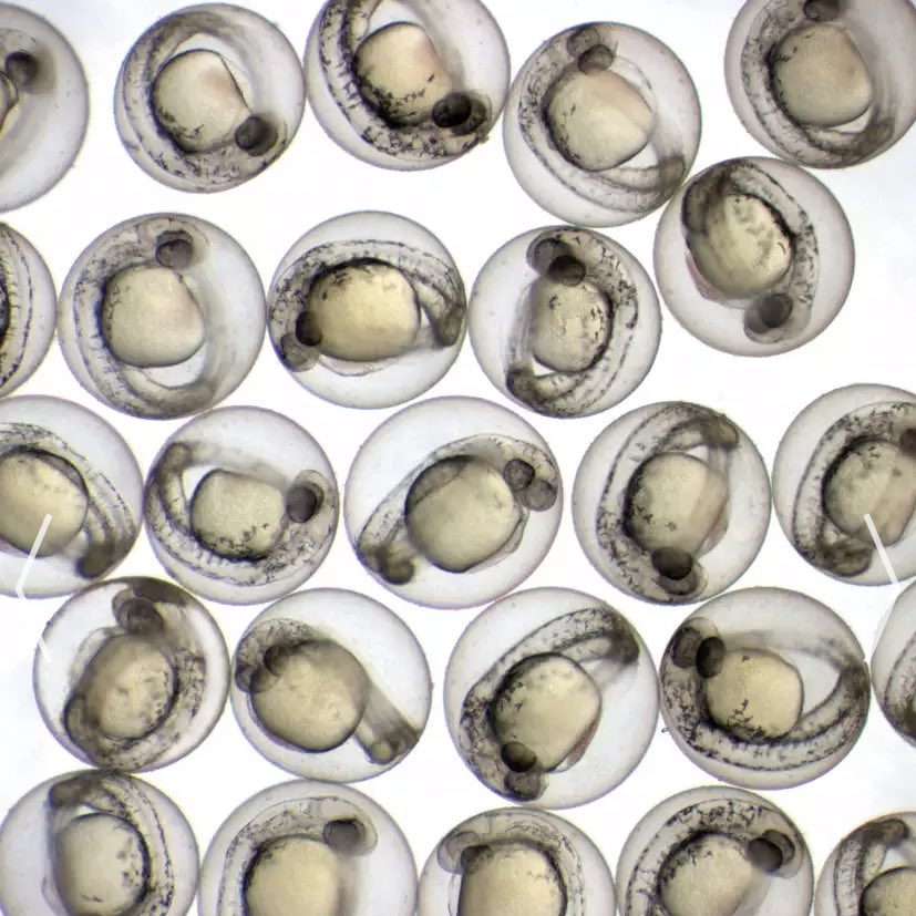 Zebrafish Rock! on Twitter: "Origins of #zebrafish research can be