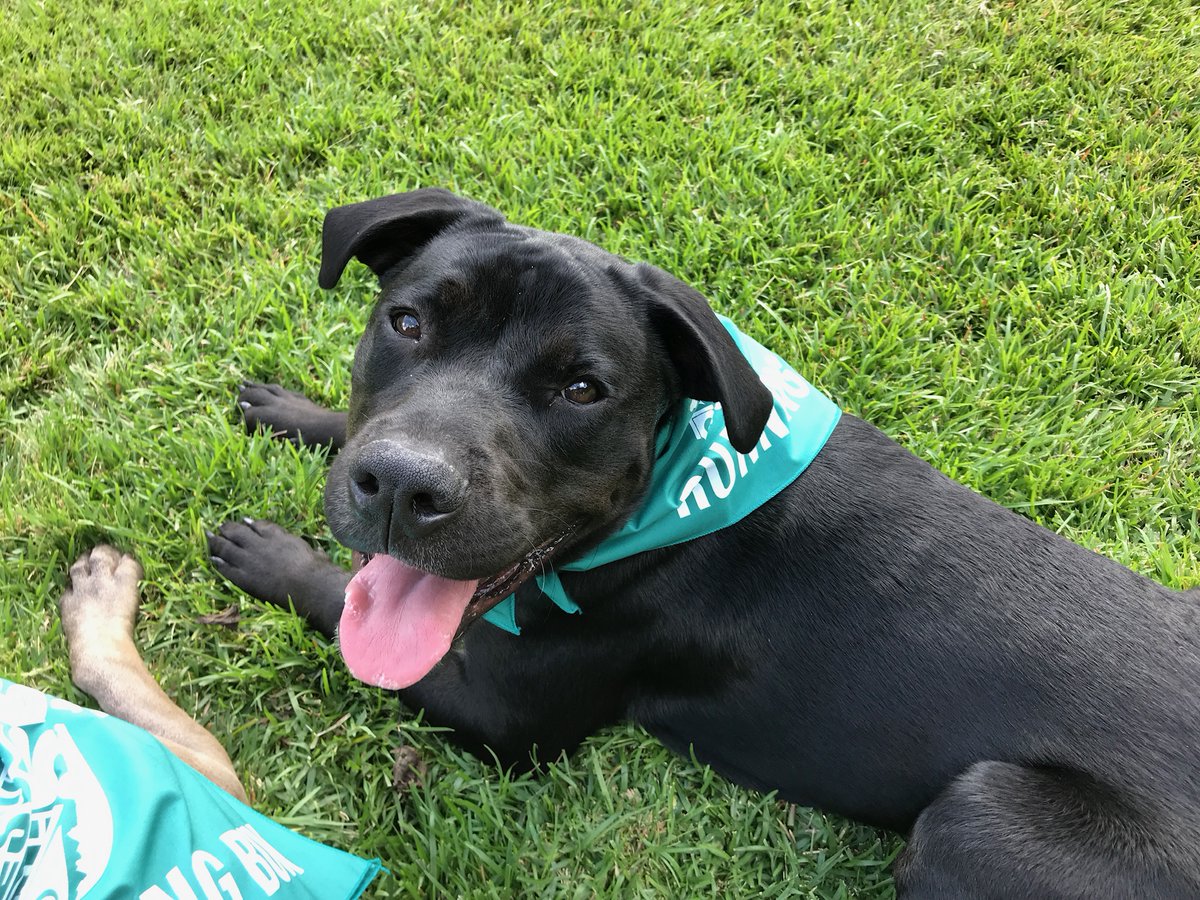 🐕 PUP REGISTRATION DETAILS 🐕
Price: $8
Includes: Race eligibility, a running buddy bandana, and a pup cup
🎟️: bit.ly/RM5K2022