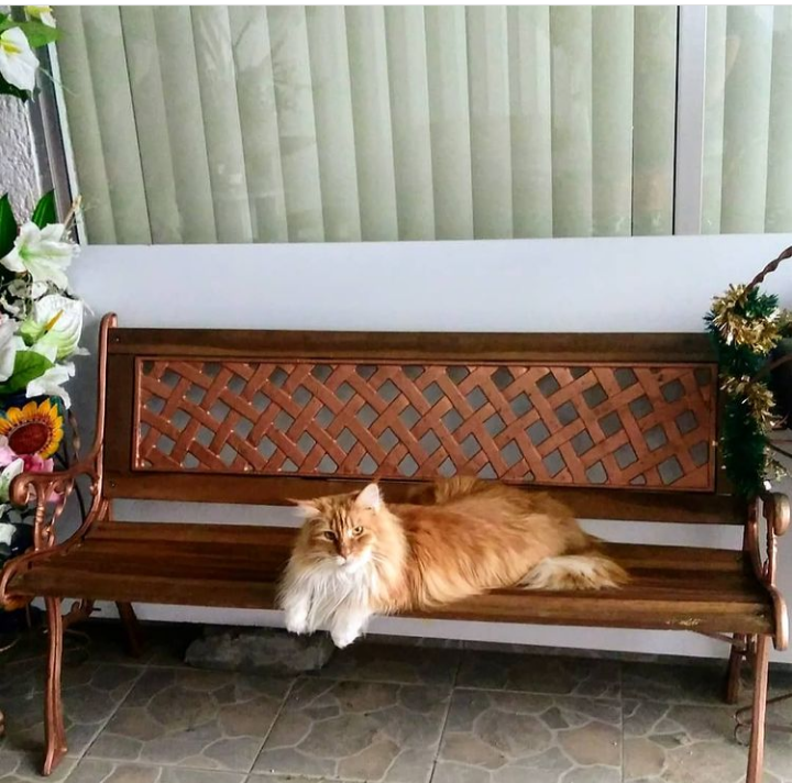 lunnaroja07's tweet photo. @marthadebayle @VeteridelBosque Él es Clay, la luz de mis ojos desde hace 7 años que llegó a esta casa para ser el rey absoluto! La familia lo adora! 
Nunca habíamos tenido un gato tan grande (es un Maine Coon) y es un reto conseguir cosas para gato de su tamaño. https://t.co/2g8t51AWxc
