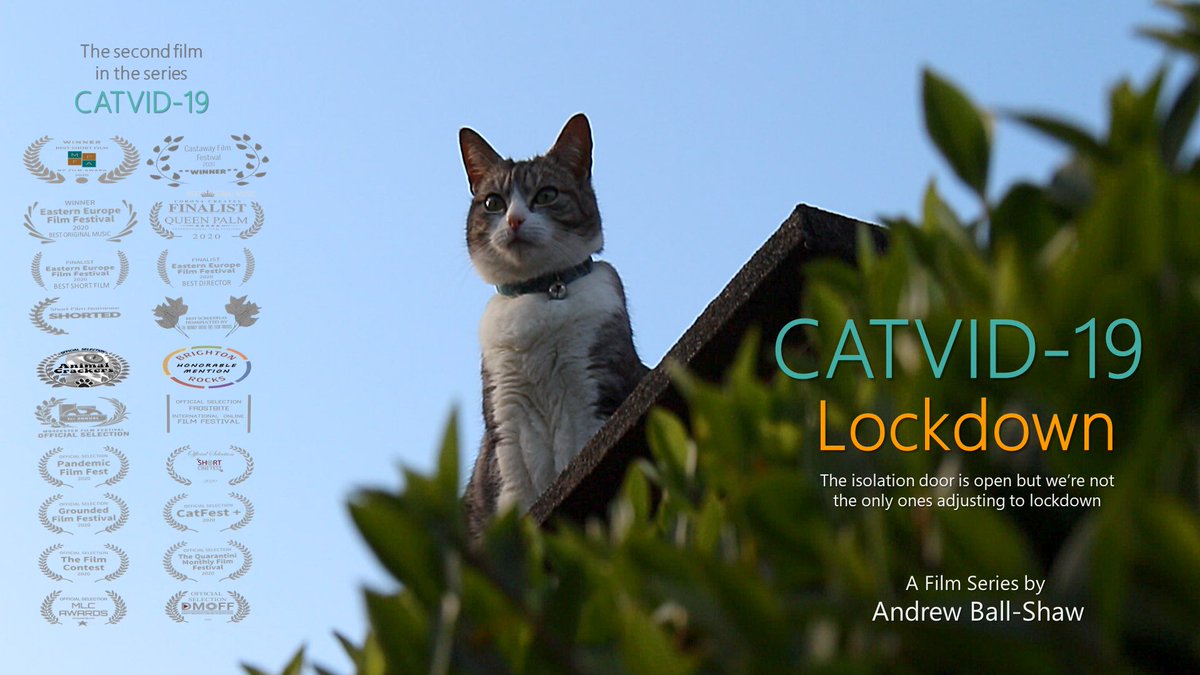 andrewballshaw's tweet photo. CAtVID-19: Lockdown
https://t.co/duHSPqntqr

#InternationalCatDay 
#internationalcatsday
#InternationalCatDay2022 
#internationalcatday https://t.co/J4ElgyRTV6