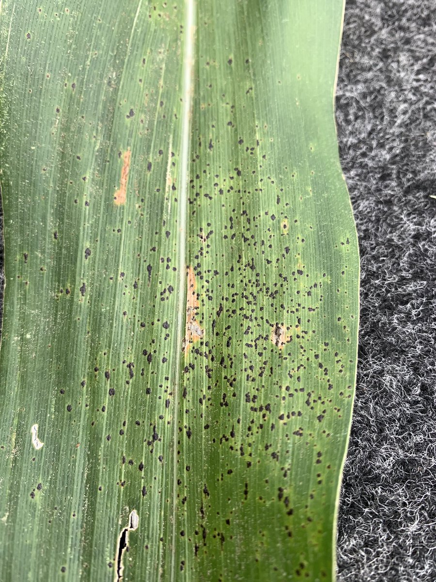 Brian Dintelmann tweet media