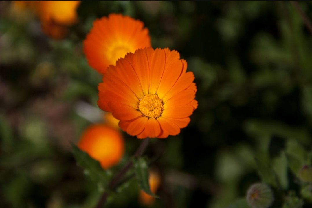 _flowers4you's tweet photo. @PUNKdotEXE you have received a Calendula with a note attached from @enderlyghost! The note reads, "thank you 4 everything, ily <3."! https://t.co/tF4Q5bJqg3