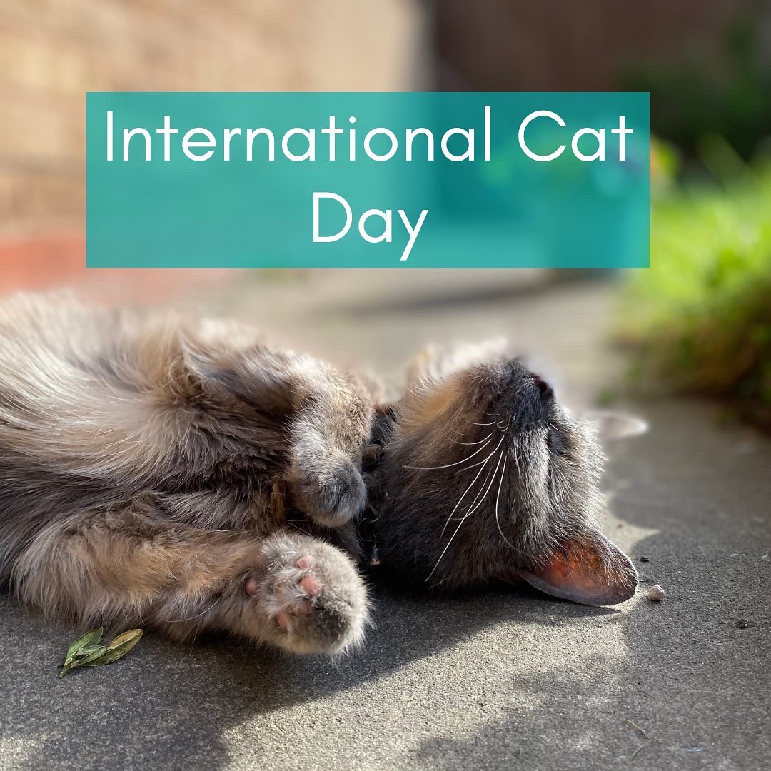 data_dev's tweet image. Happy Cat Day🐱. With the paw-tential of another heatwave this week here are a few tips on how to keep your furry friends cool:     
  🐾 Provide plenty of shade
  🐾 Place additional water bowels
        around your house/garden
  🐾 Make cat ice lollies