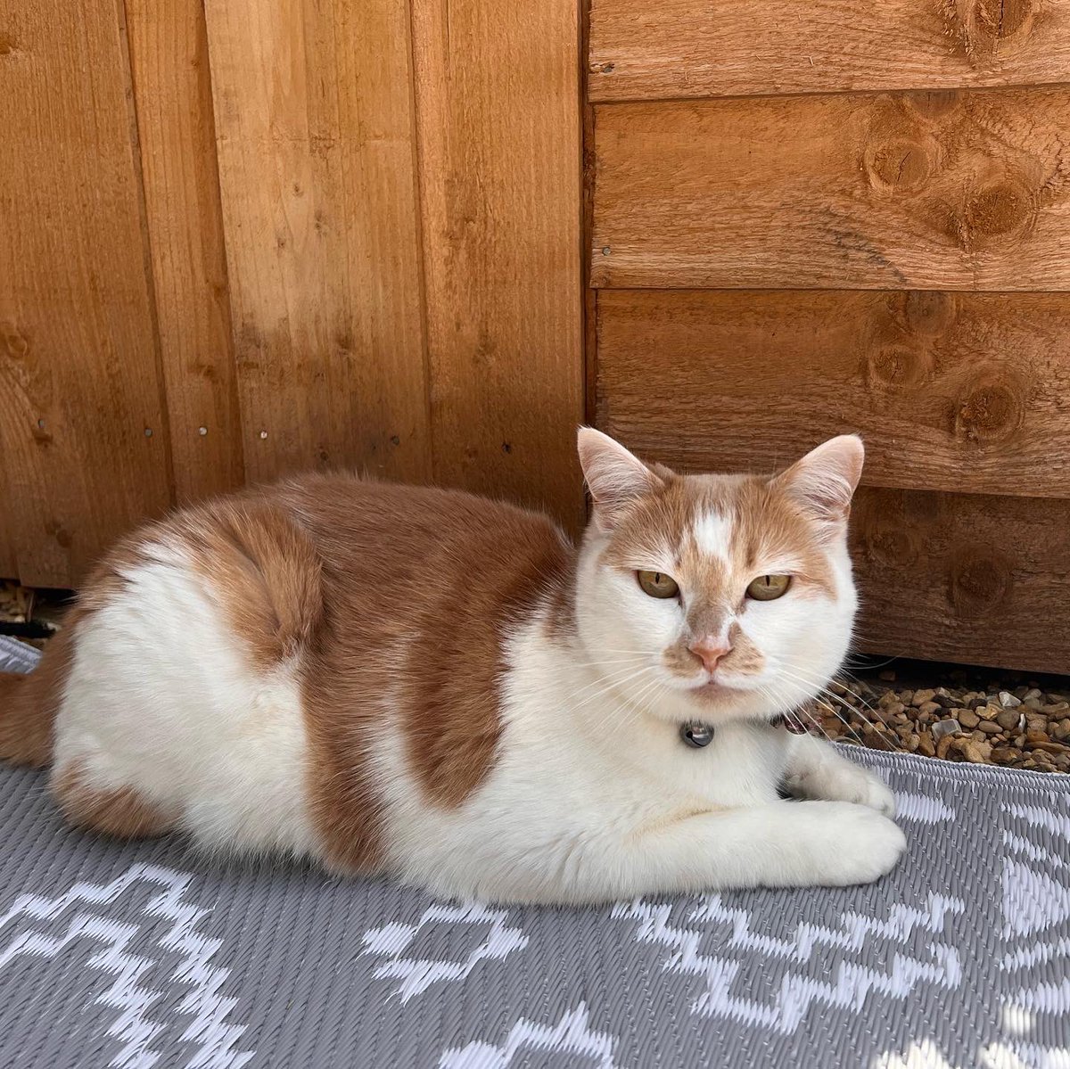 data_dev's tweet image. Happy Cat Day🐱. With the paw-tential of another heatwave this week here are a few tips on how to keep your furry friends cool:     
  🐾 Provide plenty of shade
  🐾 Place additional water bowels
        around your house/garden
  🐾 Make cat ice lollies