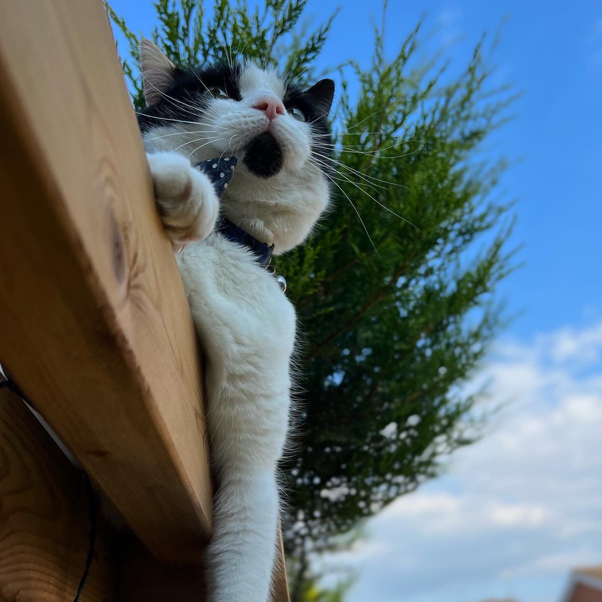 data_dev's tweet image. Happy Cat Day🐱. With the paw-tential of another heatwave this week here are a few tips on how to keep your furry friends cool:     
  🐾 Provide plenty of shade
  🐾 Place additional water bowels
        around your house/garden
  🐾 Make cat ice lollies