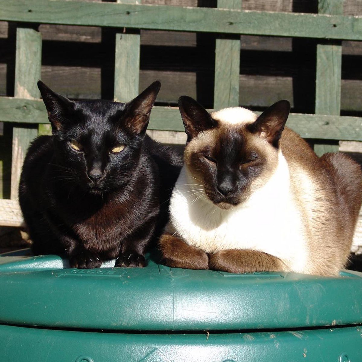 data_dev's tweet image. Happy Cat Day🐱. With the paw-tential of another heatwave this week here are a few tips on how to keep your furry friends cool:     
  🐾 Provide plenty of shade
  🐾 Place additional water bowels
        around your house/garden
  🐾 Make cat ice lollies