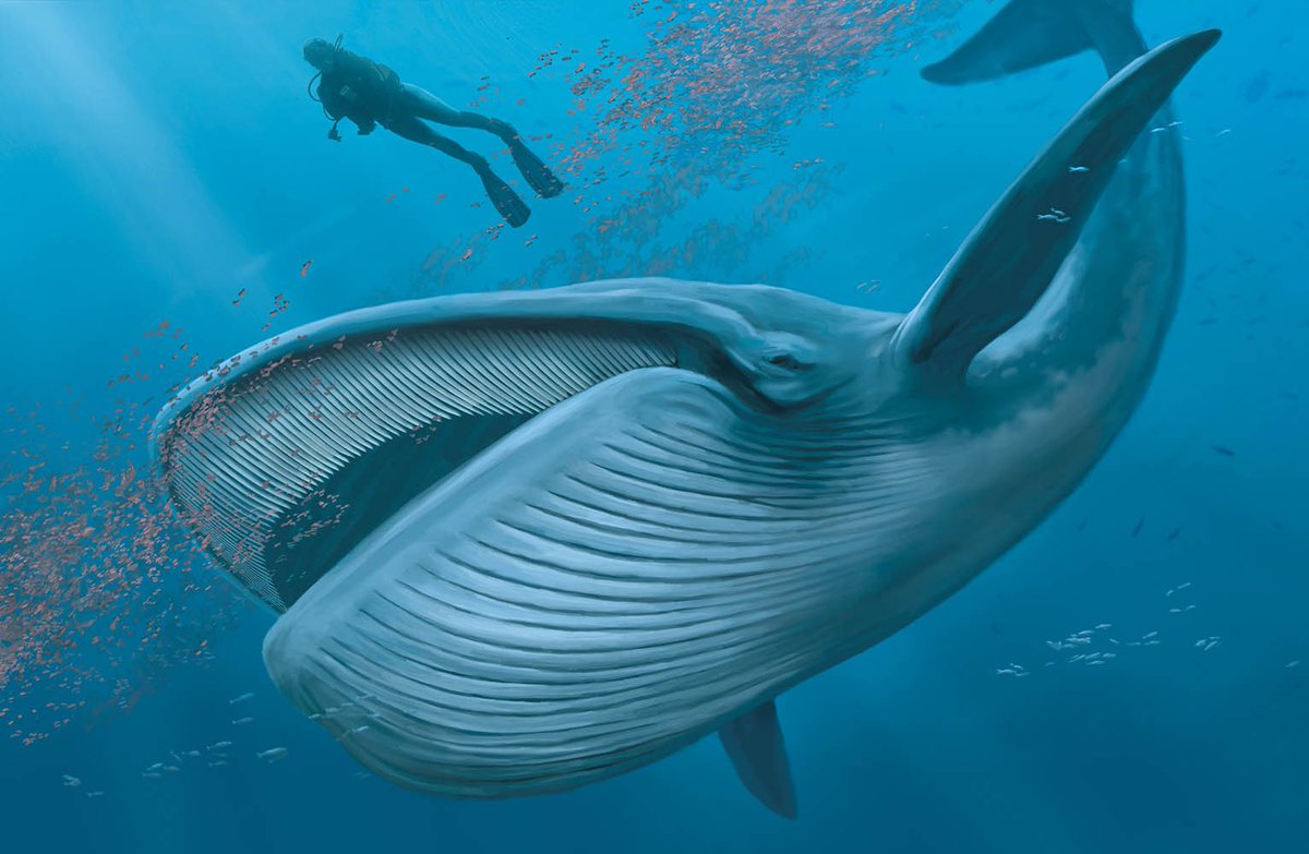 slezisatoshi's tweet photo. Time is all it takes for whales to feed on plankton. Time should not be your enemy, but become your ally. https://t.co/jjbOnF1GUK