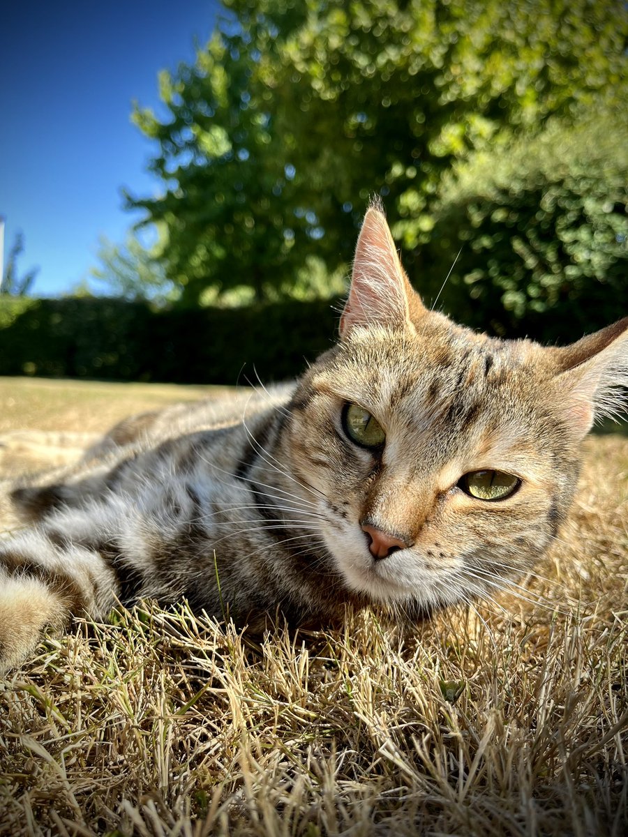 Mya ♥️ 

#journeeinternationaleduchat