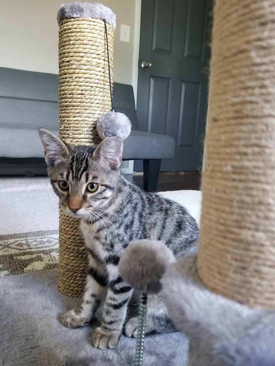 Currently rich in kitten purrs