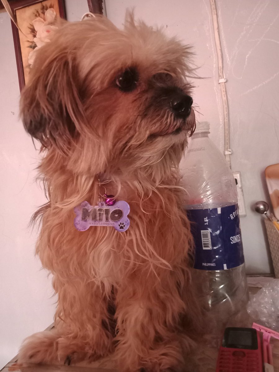 CanillasMarzz's tweet photo. My Milo 💜 https://t.co/nJ0nKDD9QV