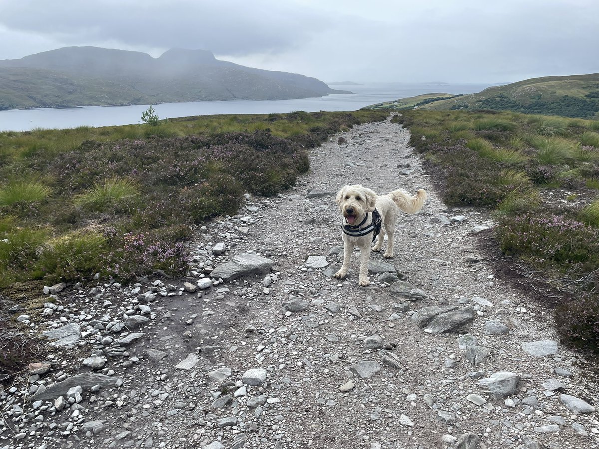 Buddywhitegate's tweet photo. Walkies along the beech and in the mountains! Woof woof!@SchoolWhitegate https://t.co/unoJRjydJS