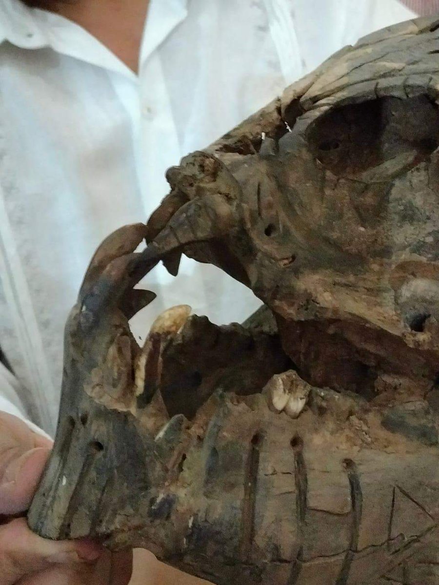 ARTUROSAND79's tweet photo. Presentación del descubrimiento de una cultura no humana en Taxco, Guerrero. El médico militar Pablo presentó una momia petrificada de cuerpo entero y  un cráneo (supuestamente Alienígena).
Se trata de Citlaltemini ( Hermano de las Estrellas) @jaimemaussan1 ahora que dirán?? https://t.co/ojo2s6sb0R