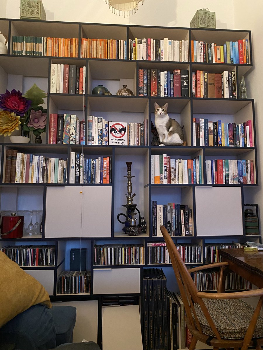 arrangirl99's tweet photo. @CILIPScotland #PetsOfCILIPS is it a statue, or Tia deciding what to read next? https://t.co/JaqvnOUP4j