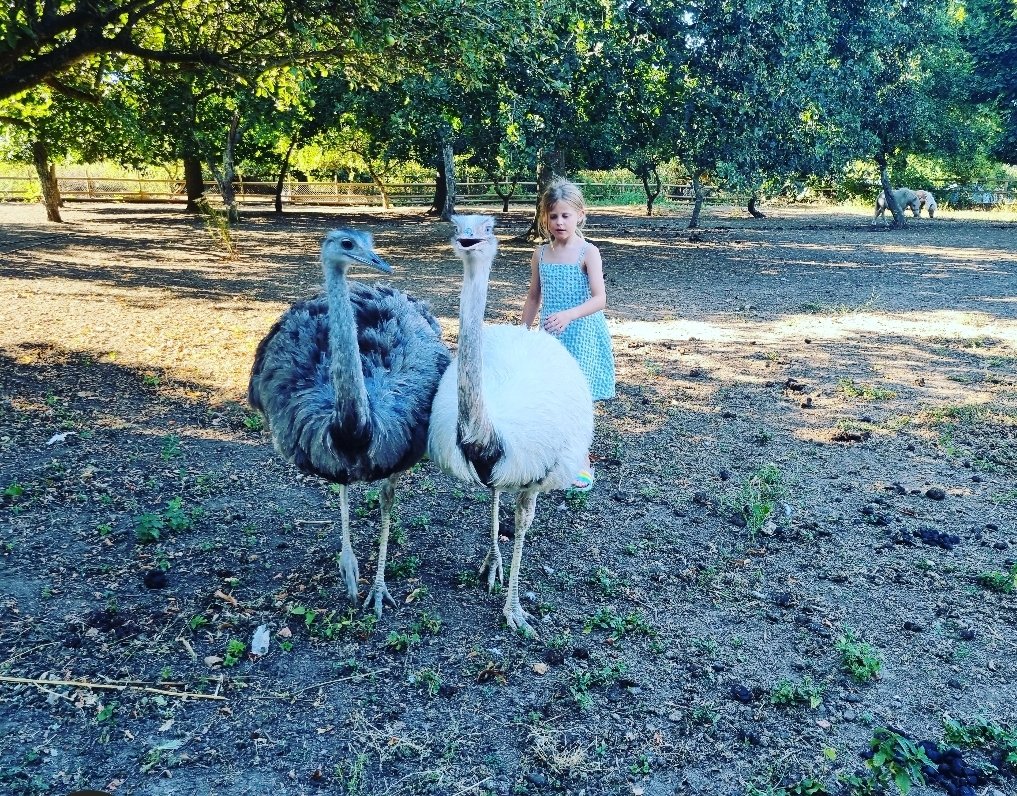 GilhamGremo's tweet photo. Bonjour 'Samuel' & 'Gertie'
🤦🏼♀️🙄
Welcome to your new (crazy!) home 🤪
#OstrichLove #FunnyFarmAdditions #AnimalLove #PeckYourEyesOut
#FastAsF*ck #OhLordy https://t.co/YkXtW9XJmK