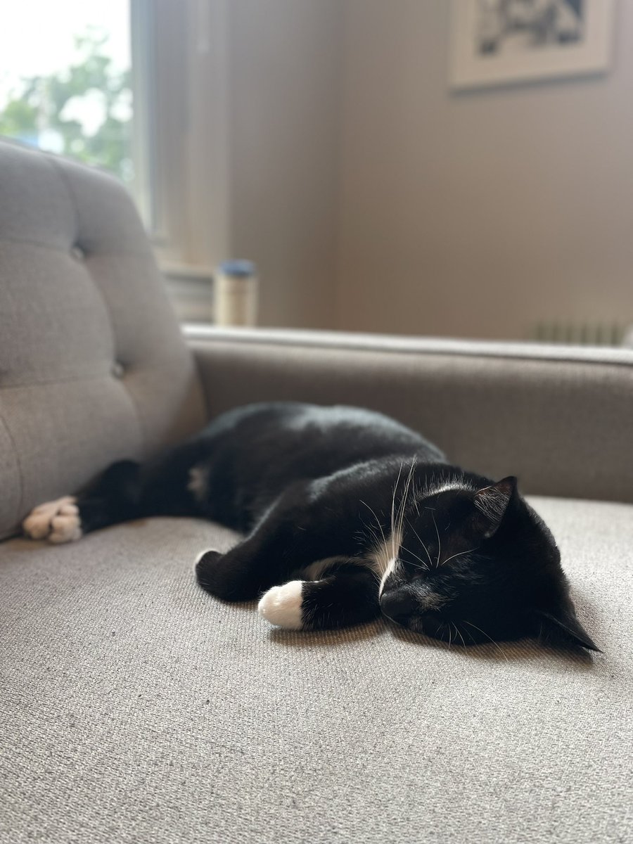 Our kitty is celebrating #InternationalCatDay2022 with an all day nap-a-thon