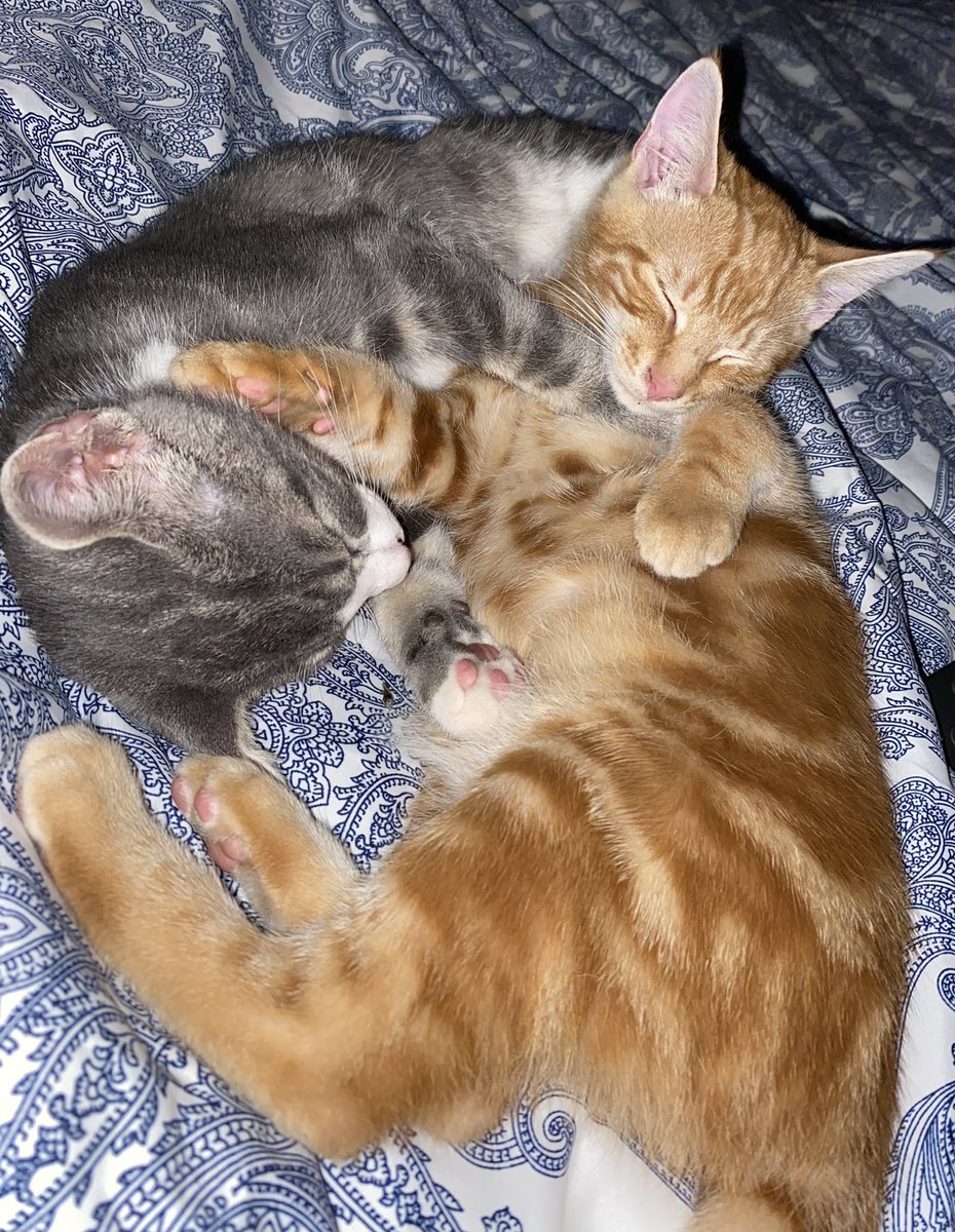 Goodnight furry friends.
#InternationalCatDay2022 #CatsOfTwitter #cats #kittyloafmonday #kittens