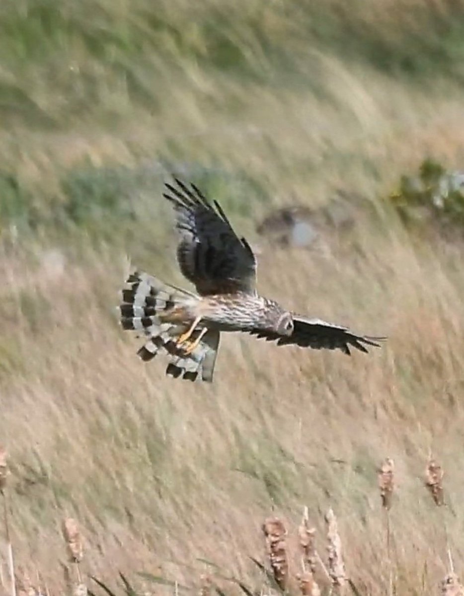 ASPaton's tweet photo. I wish to live in a Scotland that protects, conserves and improves the outcomes for nature. Not a society that allows the persecution and destruction of native wildlife. Is that to much to ask of the Scottish Government ? @MairiMcAllan #Werritty https://t.co/3imRXBckEP