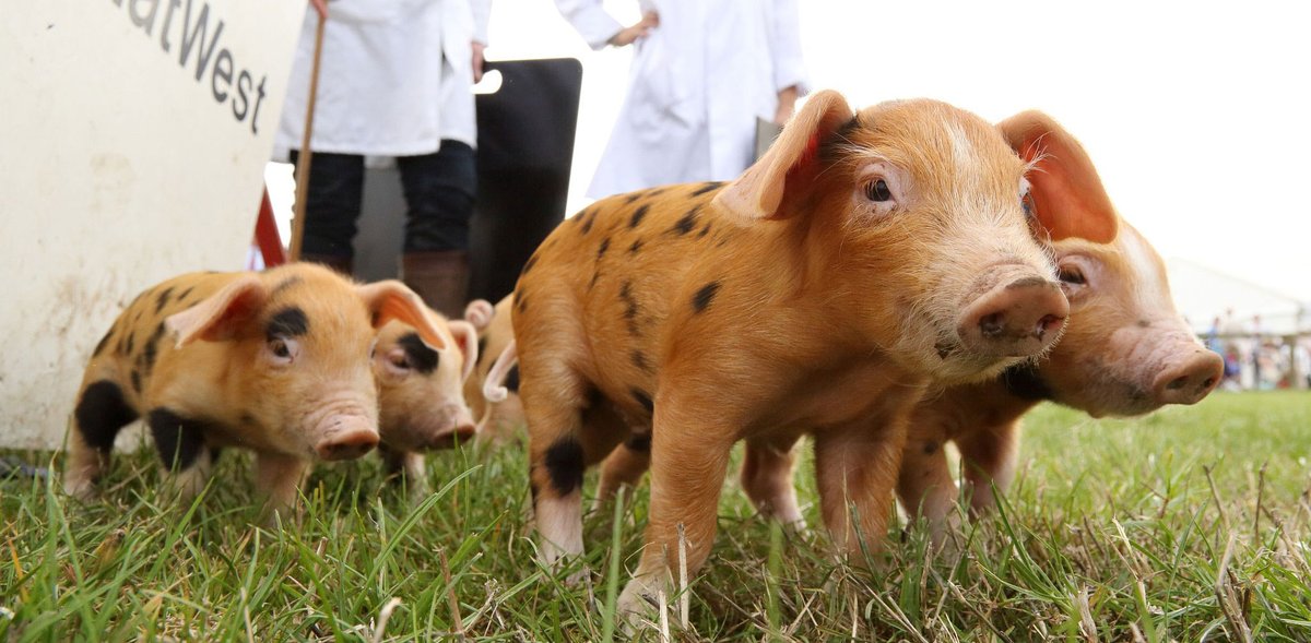 Dorset County Show (@dorsetcshow) on Twitter photo We're grateful for the support of <a href="/LanghamWinery/">Langham Wine Estate</a> who are sponsoring #DorsetCountyShow this year. dlvr.it/SWHSgs #fun #dorset We're grateful for the support of <a href="/LanghamWinery/">Langham Wine Estate</a> who are sponsoring #DorsetCountyShow this year. dlvr.it/SWHSgs #fun #dorset