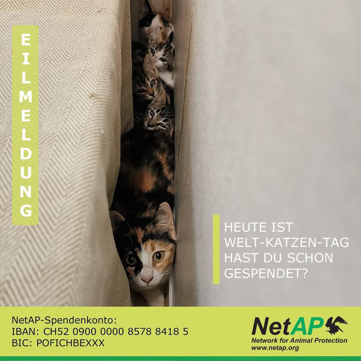 SwishMish's tweet photo. Heute ist Welt-Katzentag. Das Katzenleid ist weltweit so riesig! Wir brauchen deine Spende, um es zu bekämpfen! 

Bitte Spende jetzt - weil jedes Leben zählt!

https://t.co/uIsoiStgmW https://t.co/mYyPvE7euw