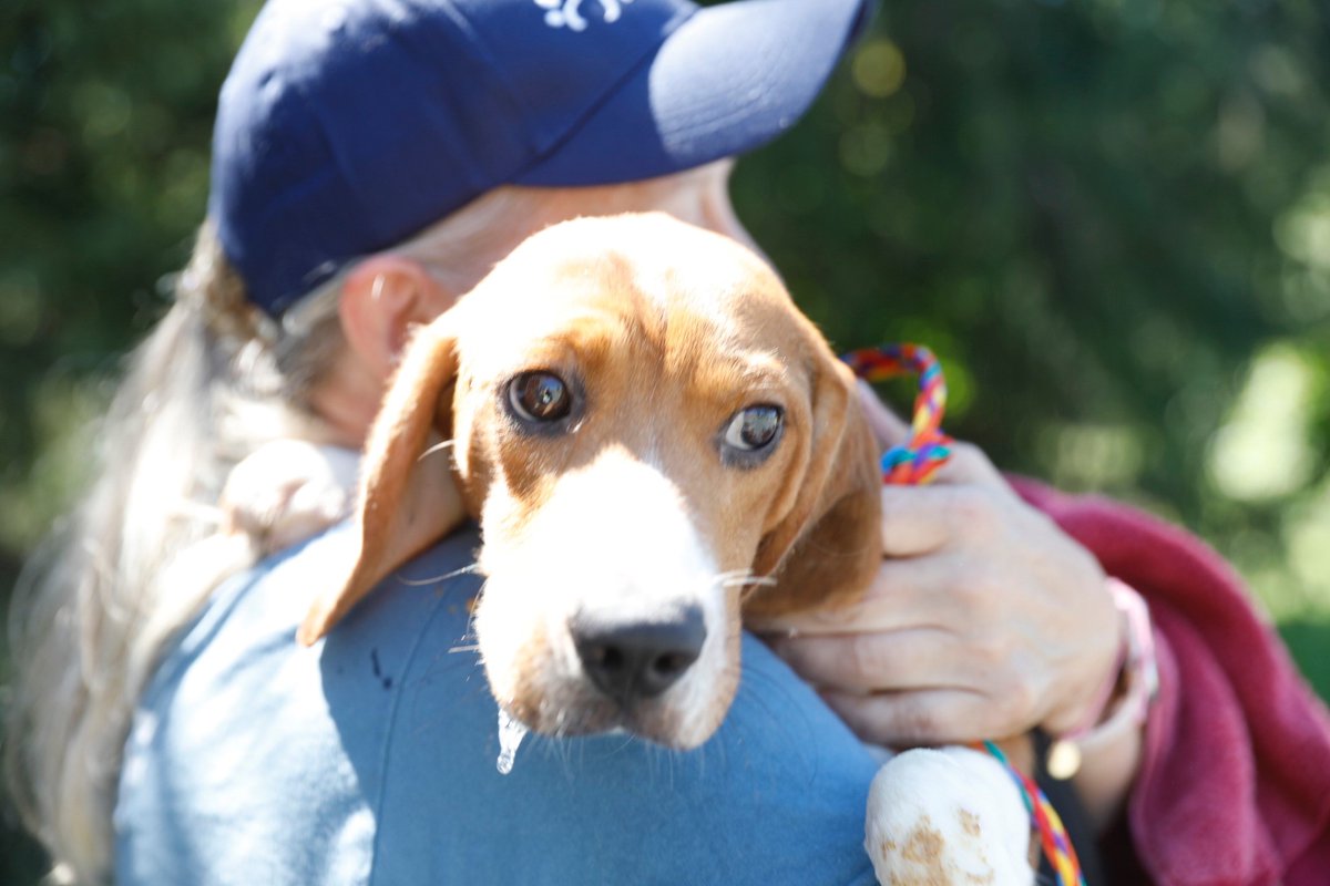 Some beagles rescued from Envigo research are being transported to Michigan rescues aboard HSHV's Love Train. Let's not forget that wasn't because of a natural disaster, but because a wealthy corporation bragged about their animal welfare practices while abusing dogs.