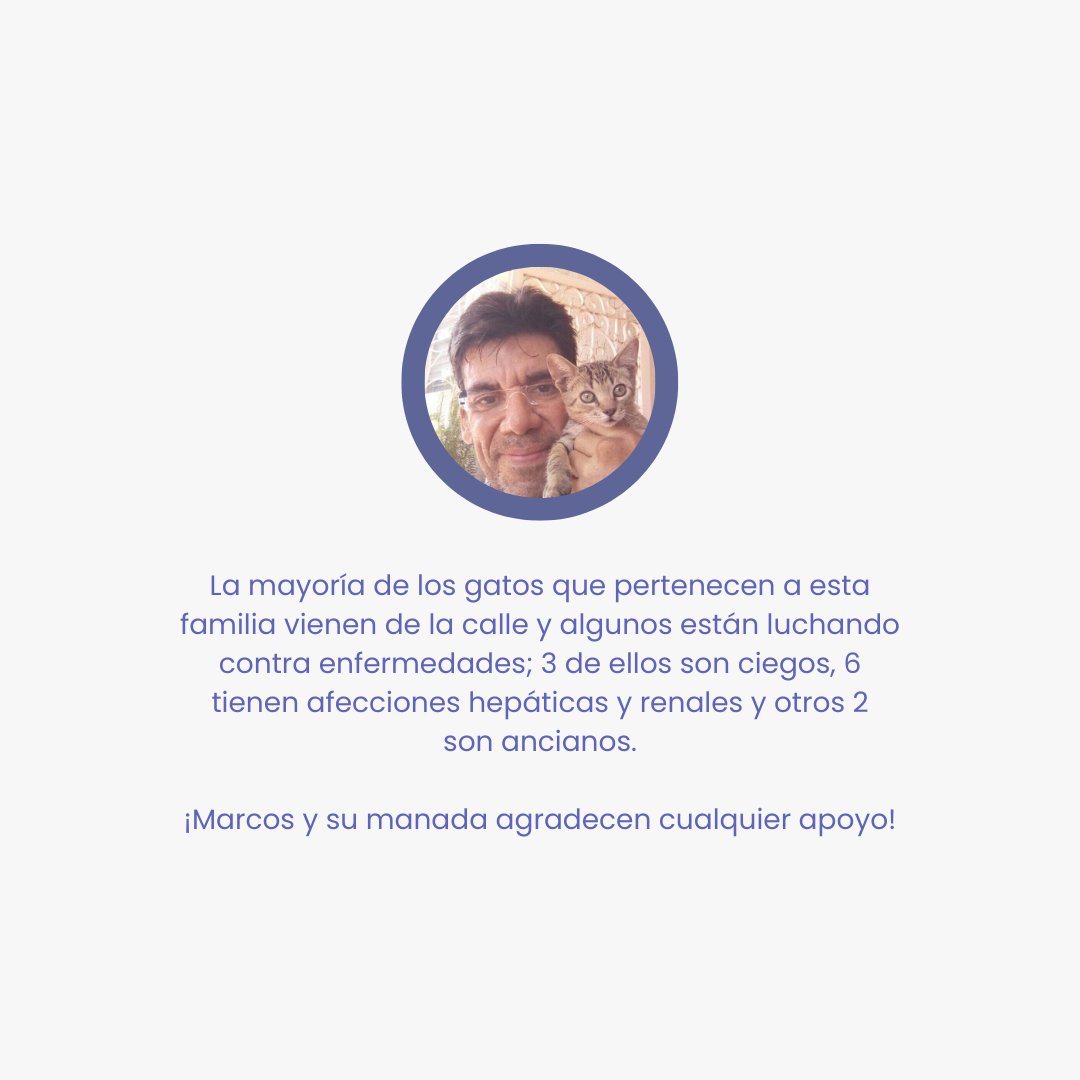 yakeraorg's tweet photo. Si me preguntaran que es lo más lindo y suavecito que se viene primero a mi mente...obvio, ✨michis✨

¡Ayuda hoy a La Manada Miaucito a alimentar y cuidar a 24 de ellos! 🐱

Leer más y aporta: https://t.co/3dHpIH6O3I🧡

Recuerda que cualquier granito de arena de gato cuenta 🙌🏼 https://t.co/v2cqW5NHJR