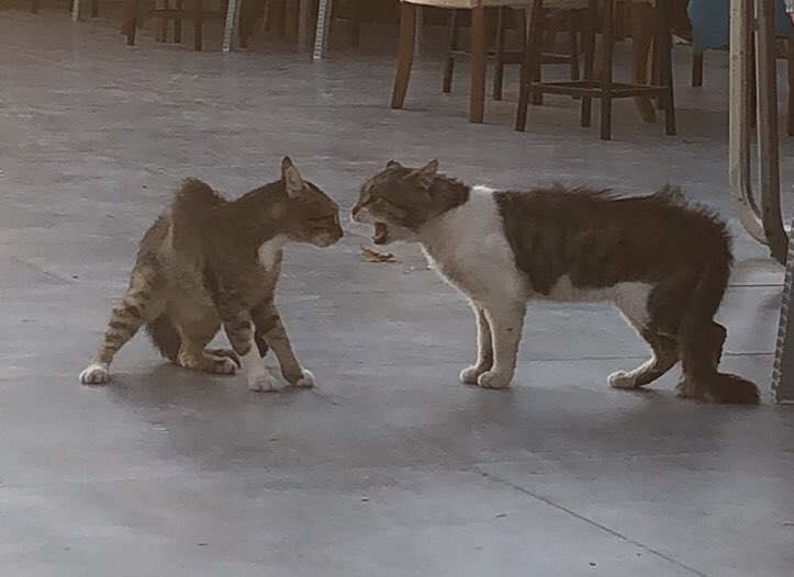 yasandi bitti saygisizca