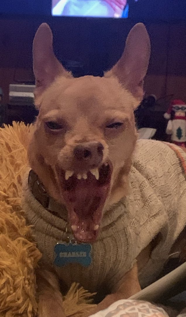 CindyBulthuis's tweet photo. @buitengebieden Honestly, he’s a normal dog - just not photogenic https://t.co/BkLLBb4GVG