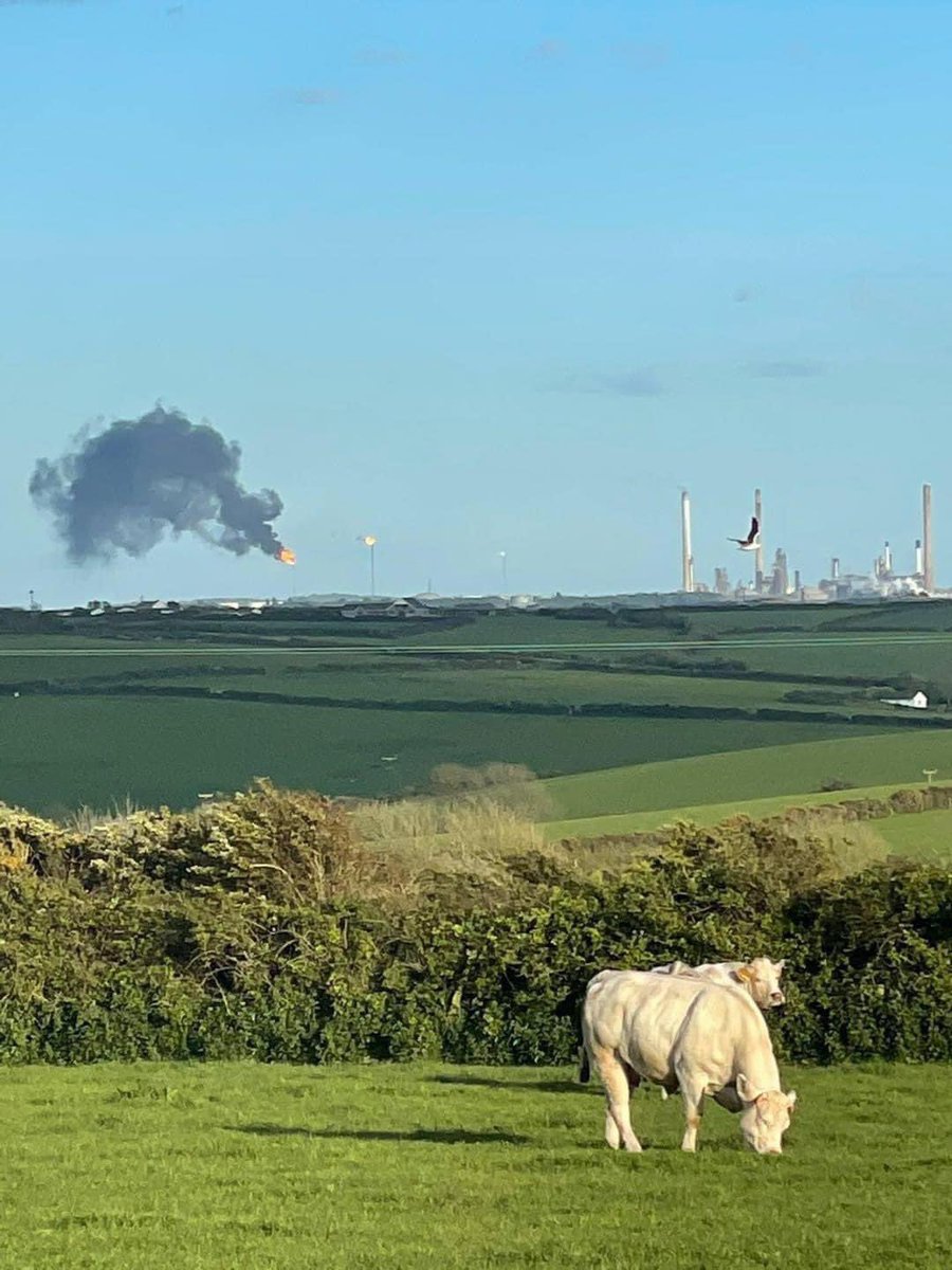 A picture of two cows ruining the earth in the Netherlands…