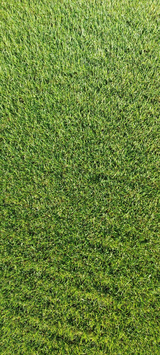 GreenWitch81's tweet photo. Pitch just over 5 weeks from seed. Today we had a little look underneath the surface to check and collect data. Roots are healthy and driving down, moisture levels good and a nice canopy of grass coverage 🏉🌱💪 @gras_pro @consolidateTurf @Quadropdosing https://t.co/QsuAgWCcbi