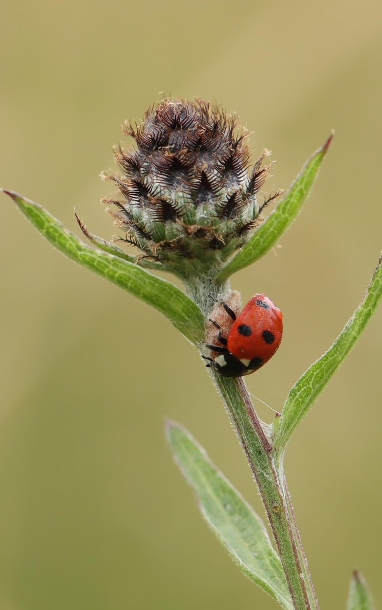 lill_dunne's tweet photo. 7-spot, 14-spot and 22-spot Ladybirds. @BiodCon_ie @wildflower_hour @PollinatorPlan @NatureRTE @EcoEye @Irishwildlife @irishladybirds @kilkennyweather #TwitterNatureCommunity #FarmlandBiodiversity #FarmersWildlifeCalendar #BioDataCentre #meadow #nature https://t.co/vSy7dLfRV0