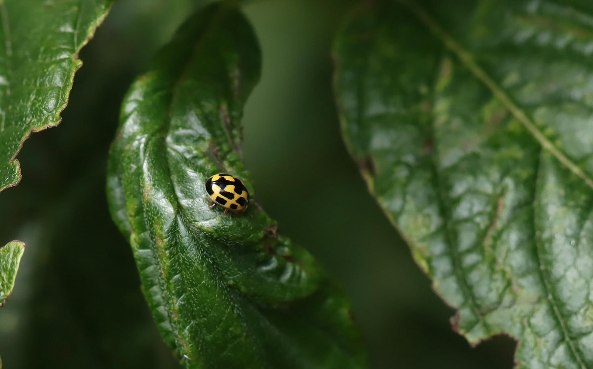 lill_dunne's tweet photo. 7-spot, 14-spot and 22-spot Ladybirds. @BiodCon_ie @wildflower_hour @PollinatorPlan @NatureRTE @EcoEye @Irishwildlife @irishladybirds @kilkennyweather #TwitterNatureCommunity #FarmlandBiodiversity #FarmersWildlifeCalendar #BioDataCentre #meadow #nature https://t.co/vSy7dLfRV0