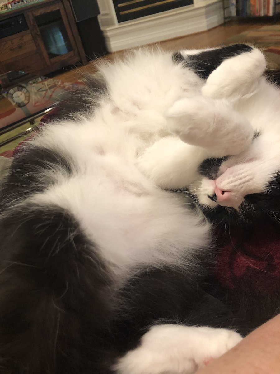 lungteacher's tweet photo. @_We_Rate_Cats Meet Puffin - The bestest boi https://t.co/PDz18CERba