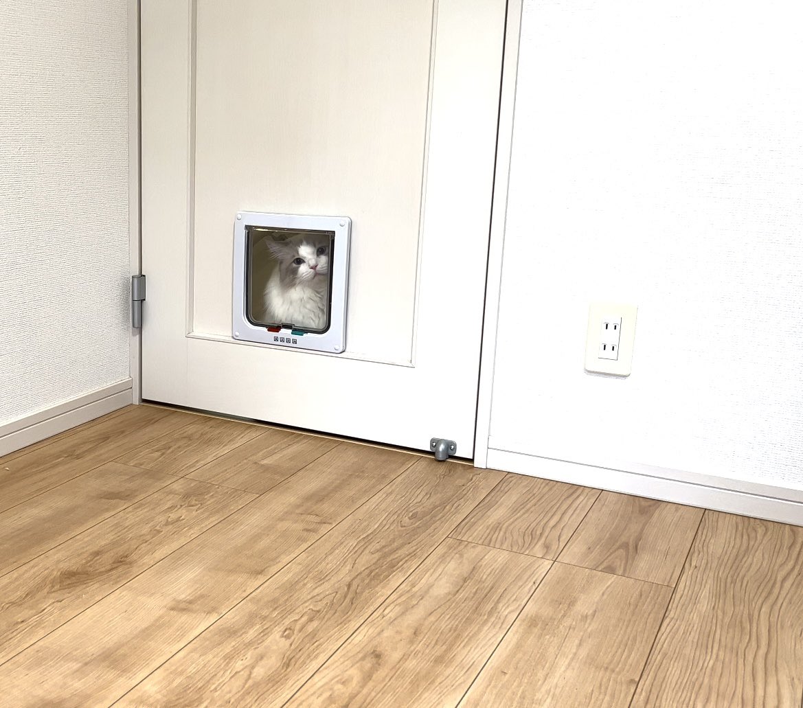 キャットドア付けたのに、全然入ってこない。

#ねこ #猫 #猫のいる暮らし #猫好きな人と繋がりたい #猫好き #cat