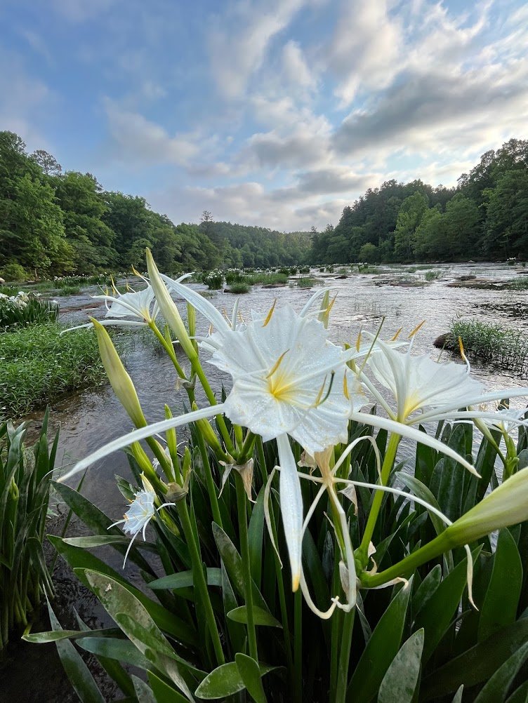 please RT: my advisors are hiring postdocs and grad students at Auburn! we work in lots of disciplines (ecophys, mvmt ecology, telemetry, microchemistry, etc.) flexible project design for applicants. migrate to beautiful alabama! aub.ie/IC-GRAs
aub.ie/IC-postdoc
