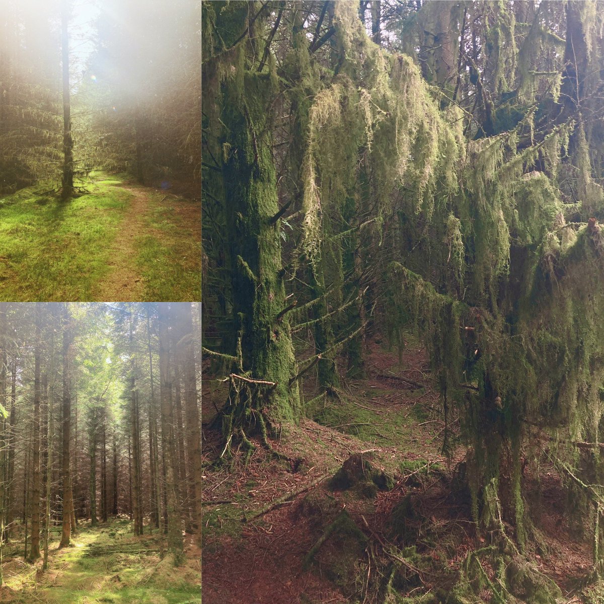 ruthbr0therton's tweet photo. Magical day 🙏🌲✨ #forestbathing #meditation #wandering #getoutside #Wellbeing #treemagic #trees #lostintheforest #naturelovers https://t.co/QQhUXloc5q