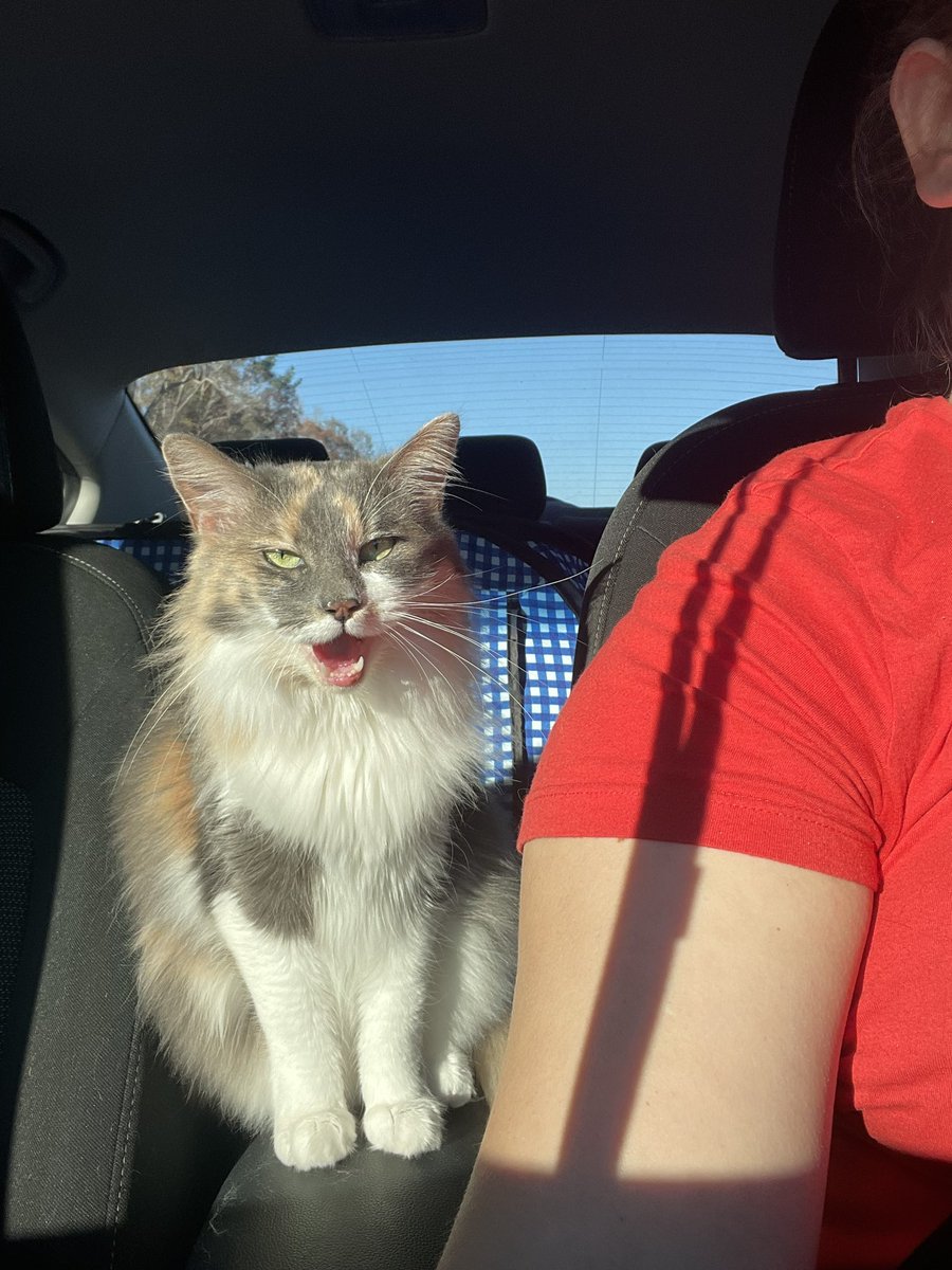 lilygjack's tweet photo. it’s #InternationalCatDay so i will be taking this opportunity to introduce you to my best buddy 

this is sterling 🥹 https://t.co/GBUqAxIw50