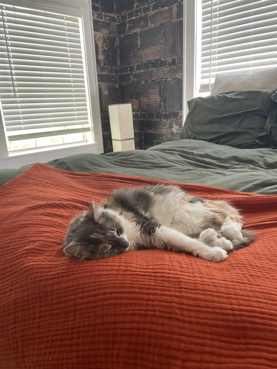 lilygjack's tweet photo. it’s #InternationalCatDay so i will be taking this opportunity to introduce you to my best buddy 

this is sterling 🥹 https://t.co/GBUqAxIw50