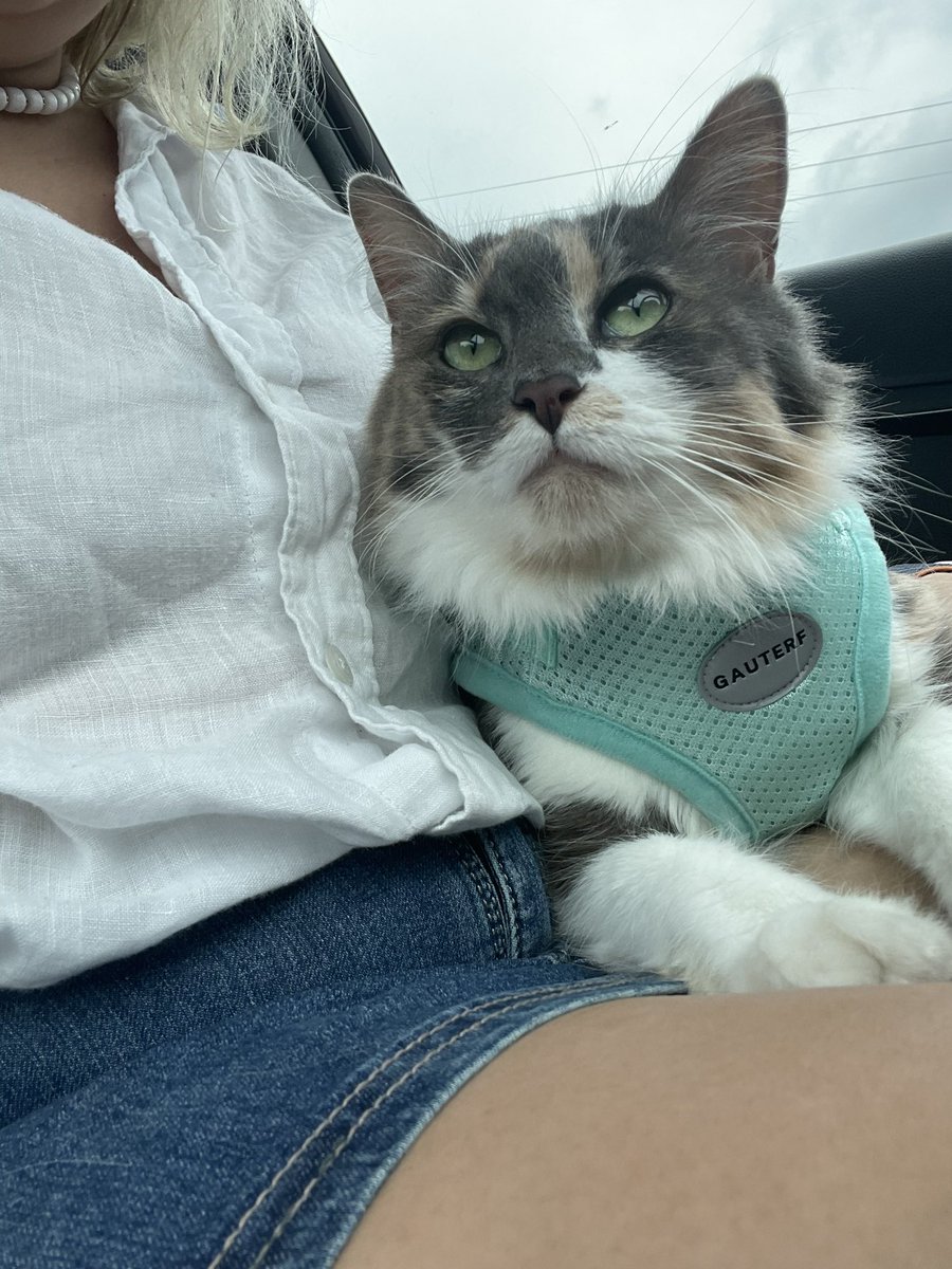 lilygjack's tweet photo. it’s #InternationalCatDay so i will be taking this opportunity to introduce you to my best buddy 

this is sterling 🥹 https://t.co/GBUqAxIw50