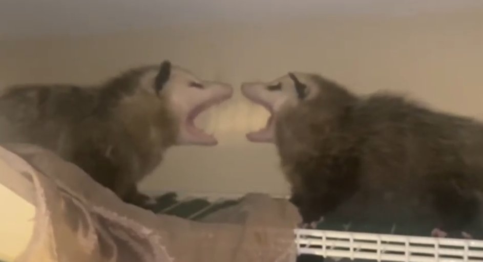 NightSkyPoss's tweet photo. "AAAAAAAAAAAAAAAAA"
"AAAAAAAAAAAAAAA- oh..." https://t.co/1j8cNVTjUX