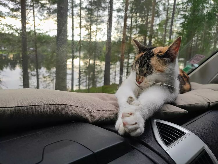 JOURNÉE DU CHAT 🐈
Aujourd'hui nous célébrons les #chats ! Qui parmi vous pars avec sa boule de poils en voyage ? 
#cats
📷 : pistachethenomadcat