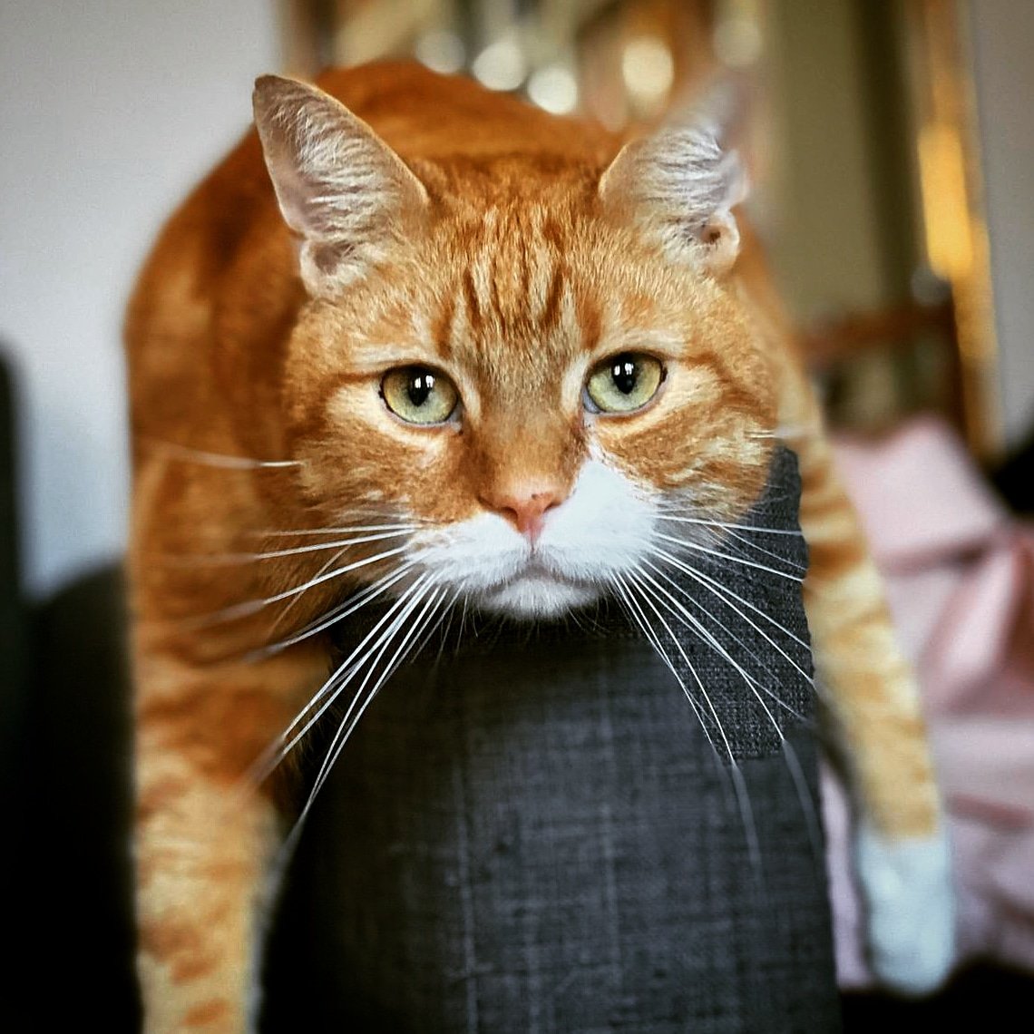 MSdeBxl's tweet photo. @ValeriaAugusta8 Apollo ❤️ #apollothecat https://t.co/ZYX20hmq3G
